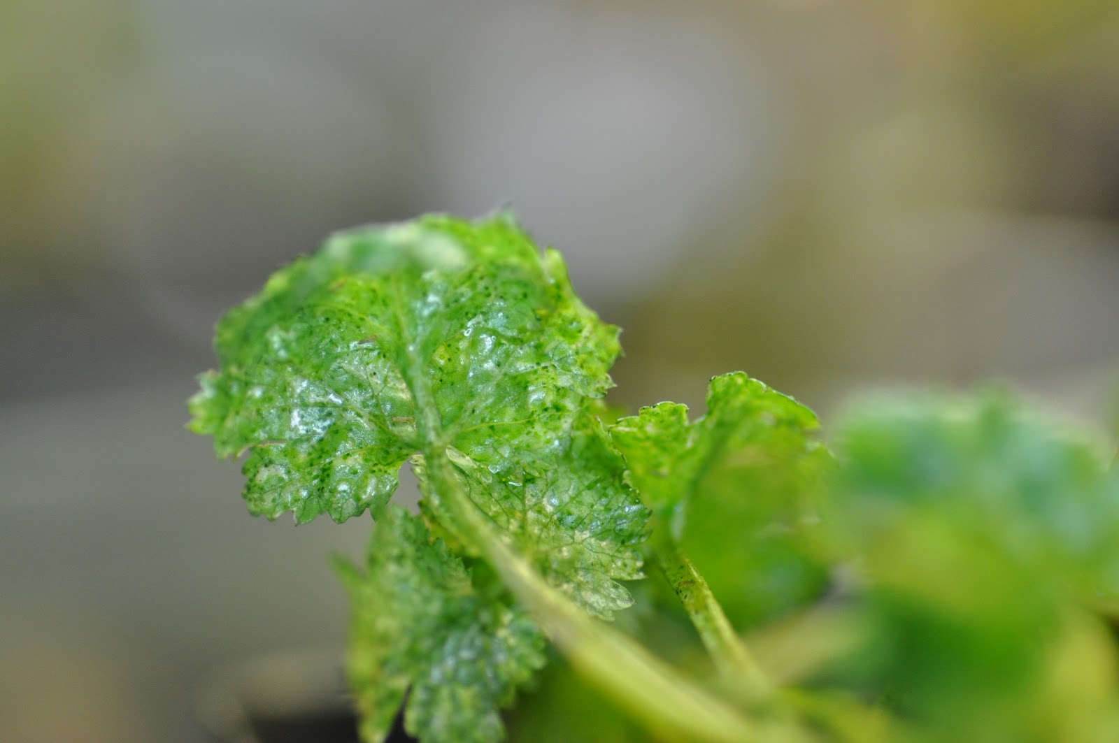 Northern Exposure Gardening Indoor Plants and their Pests