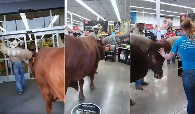 Texas: Lleva a su buey a tienda para comprobar si "toda mascota es bienvenida"