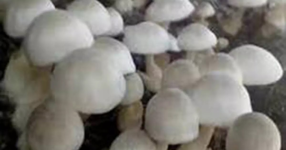 Tanaman Jamur Yang Tidak Beracun Dapat Di jadikan Berbagai Macam Olahan