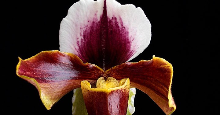 Orquídeas no Apê: Orquídea Paphiopedilum