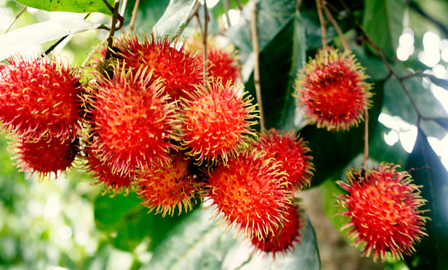 My Recipes: RAMBUTAN PICKLE