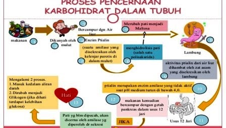 Proses Pencernaan Karbohidrat Dalam Tubuh Manusia Niatku Com