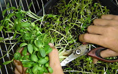 Harvesting Microgreens