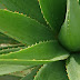 How To Make Homemade Aloe Vera Oil For Hair Growth