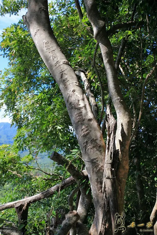 花蓮壽豐私房景點|美人山秘境|望夫崖~獵人狩獵時兼顧生態永續觀念|東海岸水璉部落工作假期