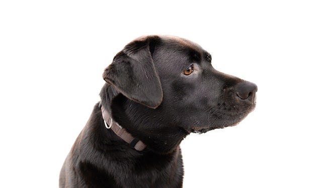 كل ما تريد معرفته عن فصيلة لابرادور ريتريفر Labrador Retriever