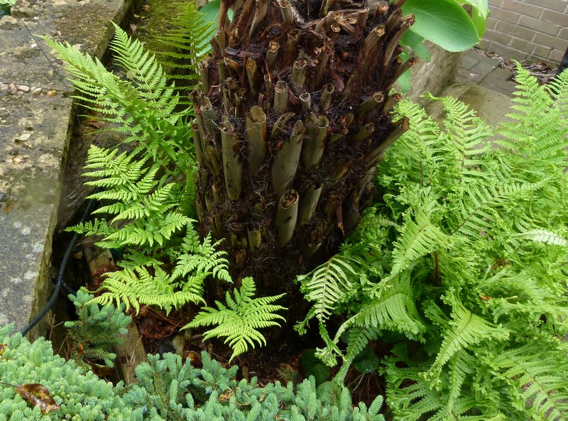 PlantZee Information on Tree Fern