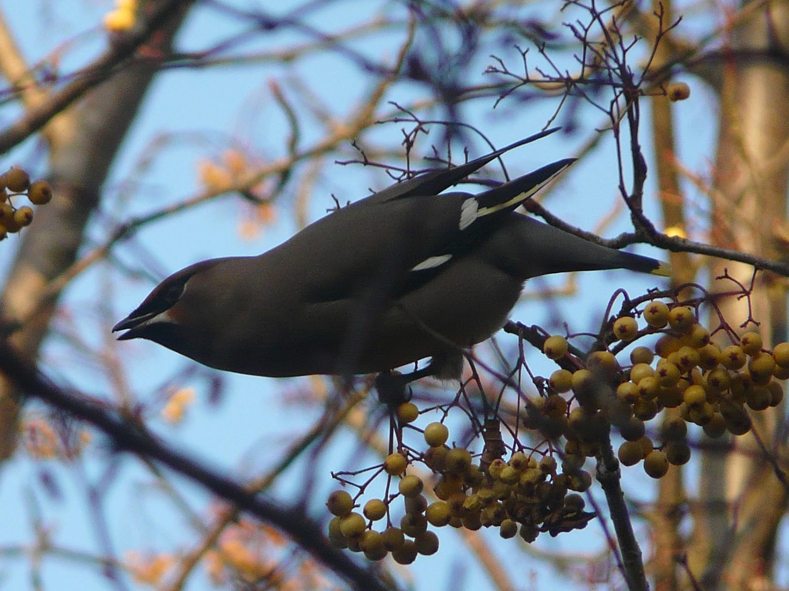 Calderdale Birds December 2016