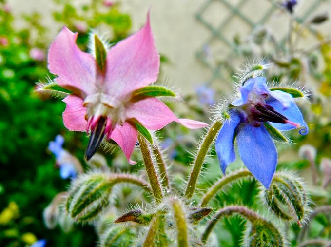 Flower Homes Borage Flowers