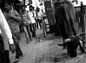 monochrome monday, black and white weekend, black and white, cow, people, street, streetphoto, pavement, charni road, mumbai, incredible india, 
