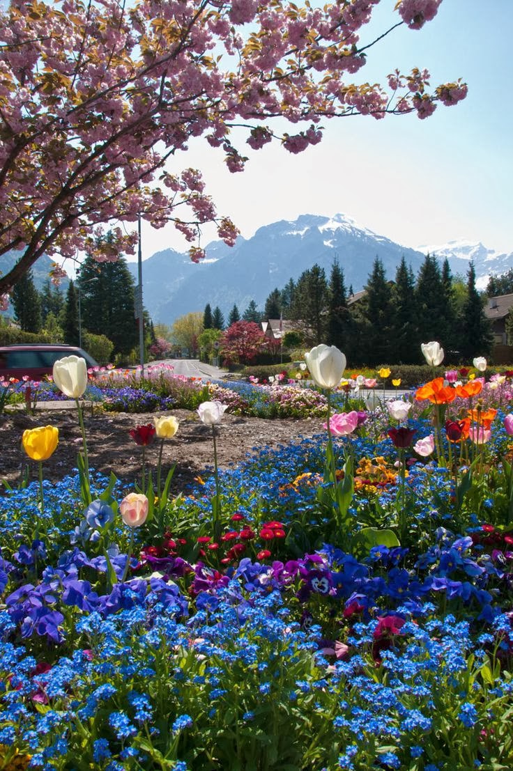 Flowers in Switzerland - Favorite Photoz