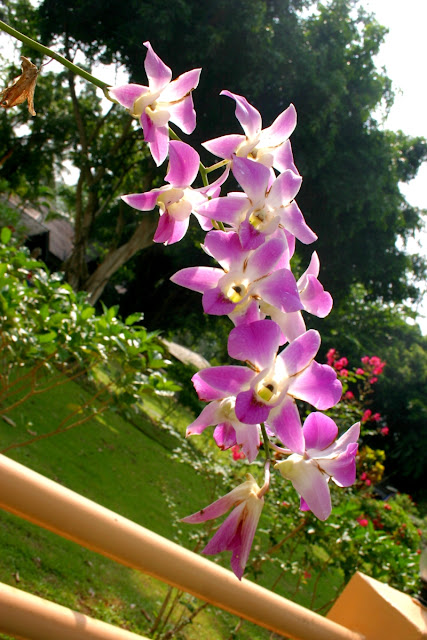 Beautiful orchids...Nai Ploa Beach