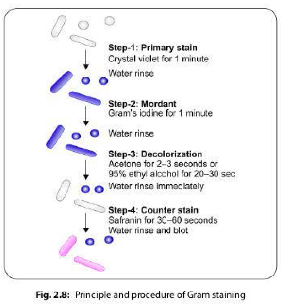Gram Stain Principle and Procedure