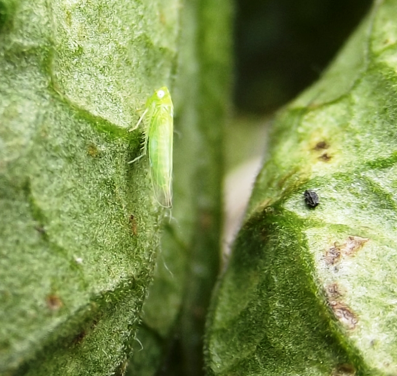 Roots 'n' Shoots Leafhoppers Garden Pest of the Month