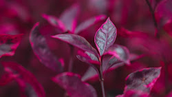 leaves pink purple desktop