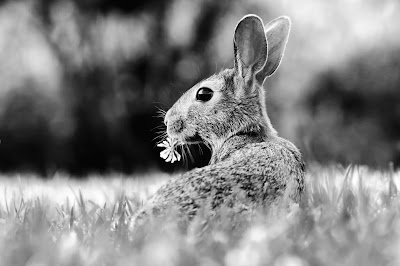 Easter rabbit. Free image via Pixabay.