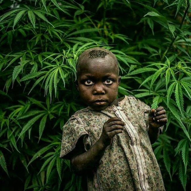 kid with marijuana in the background