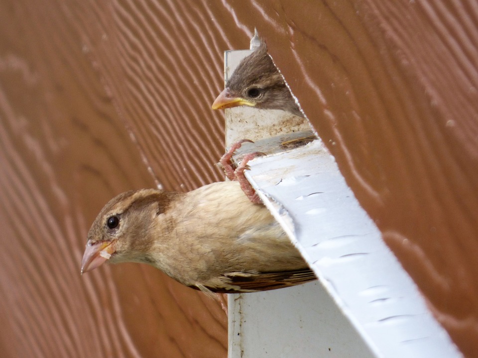 Feedthebirds 1 Stop Sparrows From Nesting In Garage