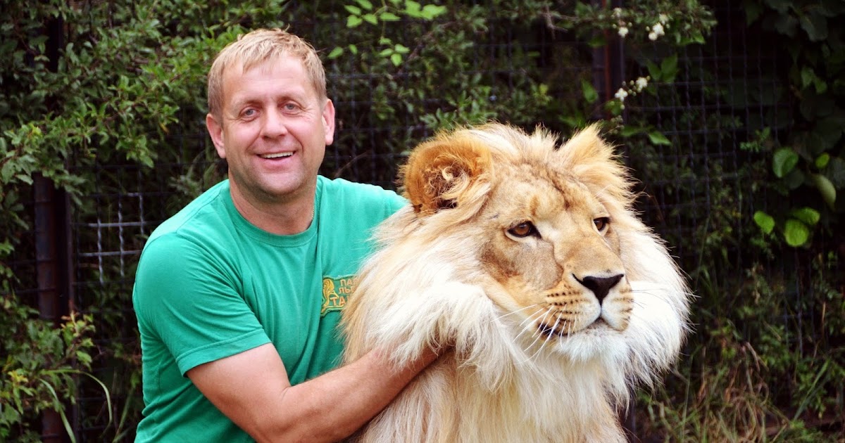 Лев пилот. Алексей 37 лет лев летчик. Принт лев лётчик. Игрушка пилот. Лев летчик мультик.