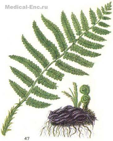 корневища папоротника щитовника мужского. щитовник папоротник описание. корневища папоротника щитовника мужского. папоротник щитовник. щитовник мужской dryopteris filix-mas.