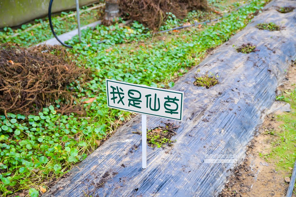 新竹關西景點,關西好玩,關西必吃,關西美食