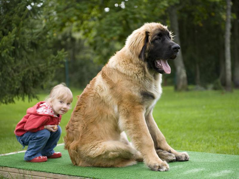 Menina e cachorro da raça Leonberger