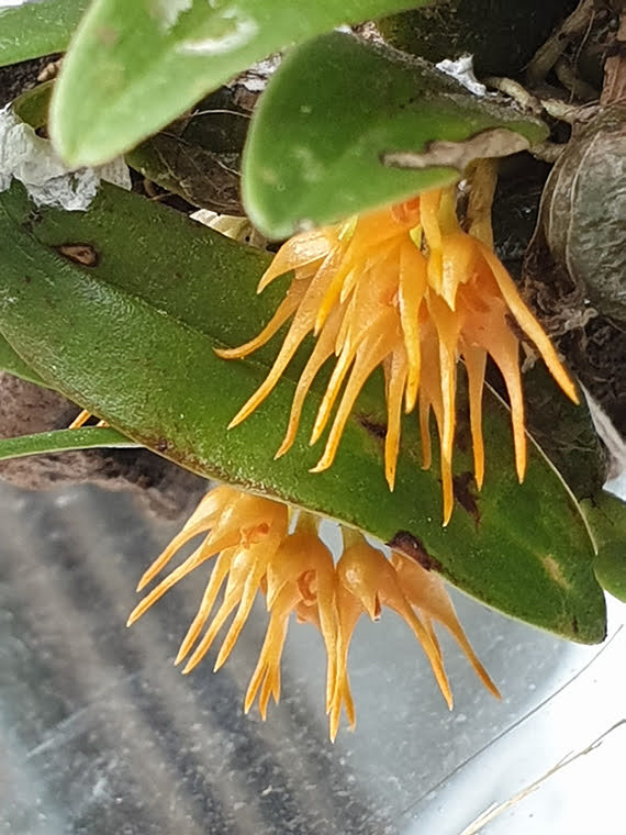 Bulbophyllum sutepense