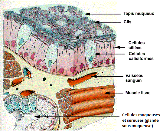 L asthme De A E Le Mucus Bronchique
