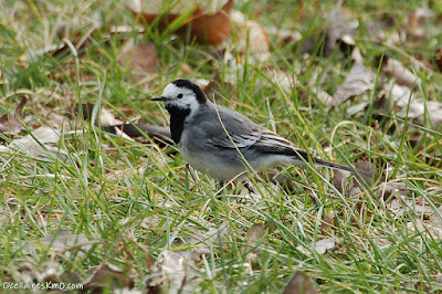 Cuereta blanca (Motacilla alba)