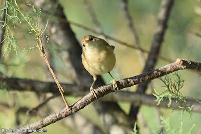 Boscarla de canyar (Acrocephalus scirpaceus)