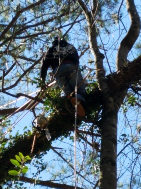 johns creek tree removal