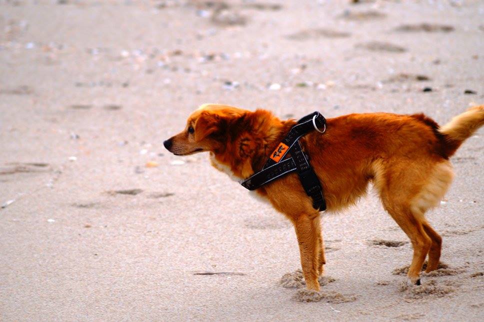 Hunde aus ZentralPortugal adoptieren Betty in der Nähe von Bremerhaven!