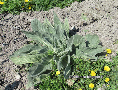 confetture di rose, confetture di piccoli frutti, gelatina di tarassaco, ali aromatizzati, oleolito di lavanda, oleolito di rosmarino, oleolito di iperico, oleolito di cipresso, oleolito di salvia, oleolito di rosa canina, ghirlande