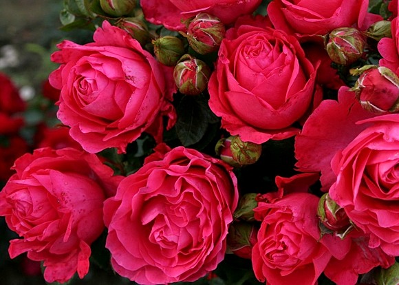 Cherry Lady rose сорт розы фото  