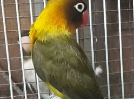 Harga Burung Lovebird Terbaru 2019 Dan Spesifikasinya