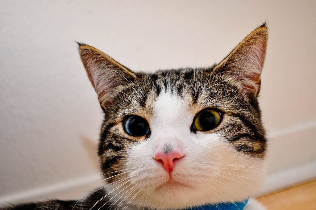 коте способности. повадки человека. интересные факты о котах для детей. фото кота из японии. ветеринар с кошкой.