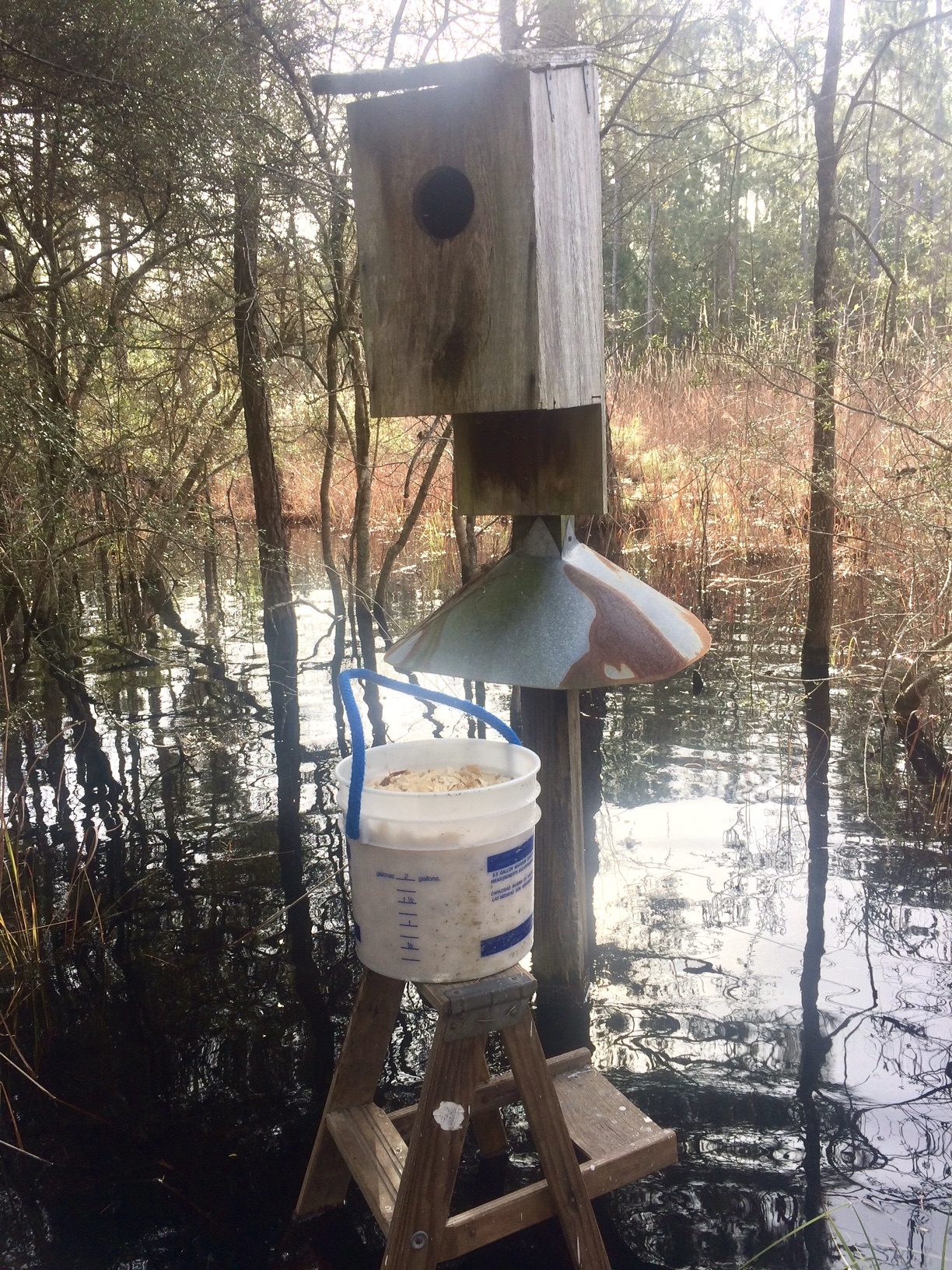 Lowcountry outdoors 2021 Wood Duck Box Spring Maintenance