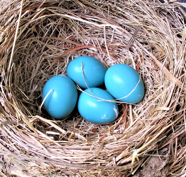 BARRY the BIRDER Blue Jay (Cyanocitta cristata) eggs...