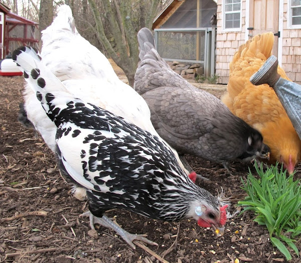 plants toxic to chickens, what not to feed chickens list, harmful plants for chickens