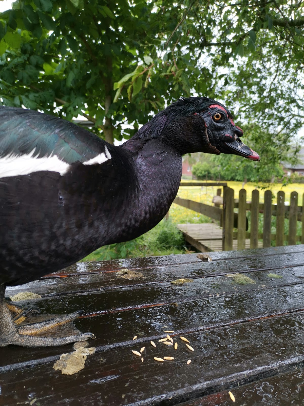 Reisen Auszeit Im Resort Baumgefluster In Ostfriesland Glucksgenuss