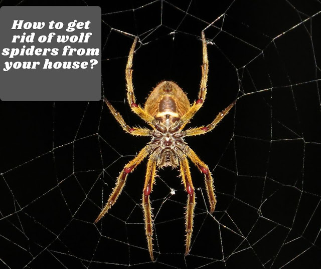 How to get rid of wolf spiders from your house? How to get rid of wolf spiders from your house?