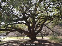 Sprawling old tree - Kyoto Gyoen National Garden, Japan