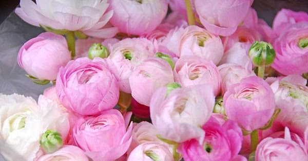 Лютик ранункулюс. Цветы как пионы как называются. Цветы как пионы как называются. Цветы которые похожи на пионы. Ранункулюс розовый.