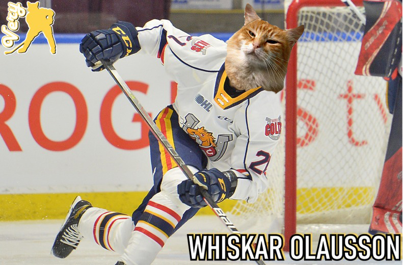 The Barrie Colts players as Cats.