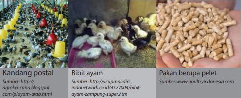 Teknik Budidaya Ayam Pedaging