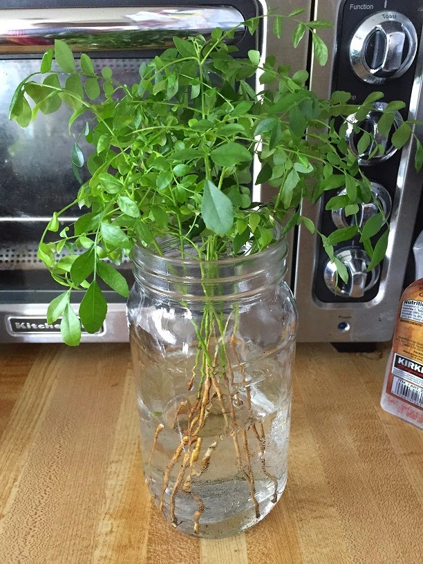 Wet Behind the Ears Curry Leaves Plant Update