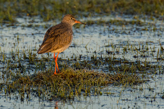 Wildlifefotografie Naturfotografie Rotschenkel