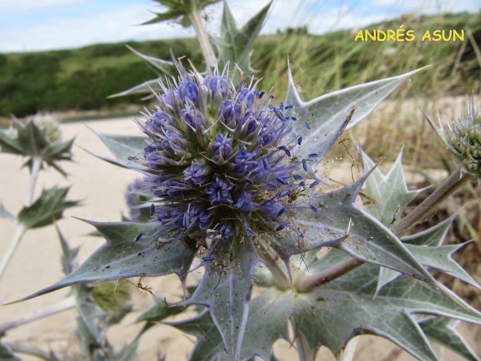 Flores silvestres de la Cordillera Cantábrica UMBELIFERAS Umbelliferae