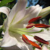 White Stargazer Lily - Planting and Growing