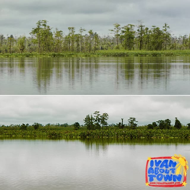 Agusan Marsh Wildlife Sanctuary